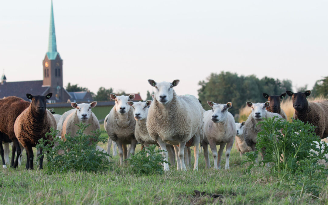 Lessons from Sheep: Designed by God