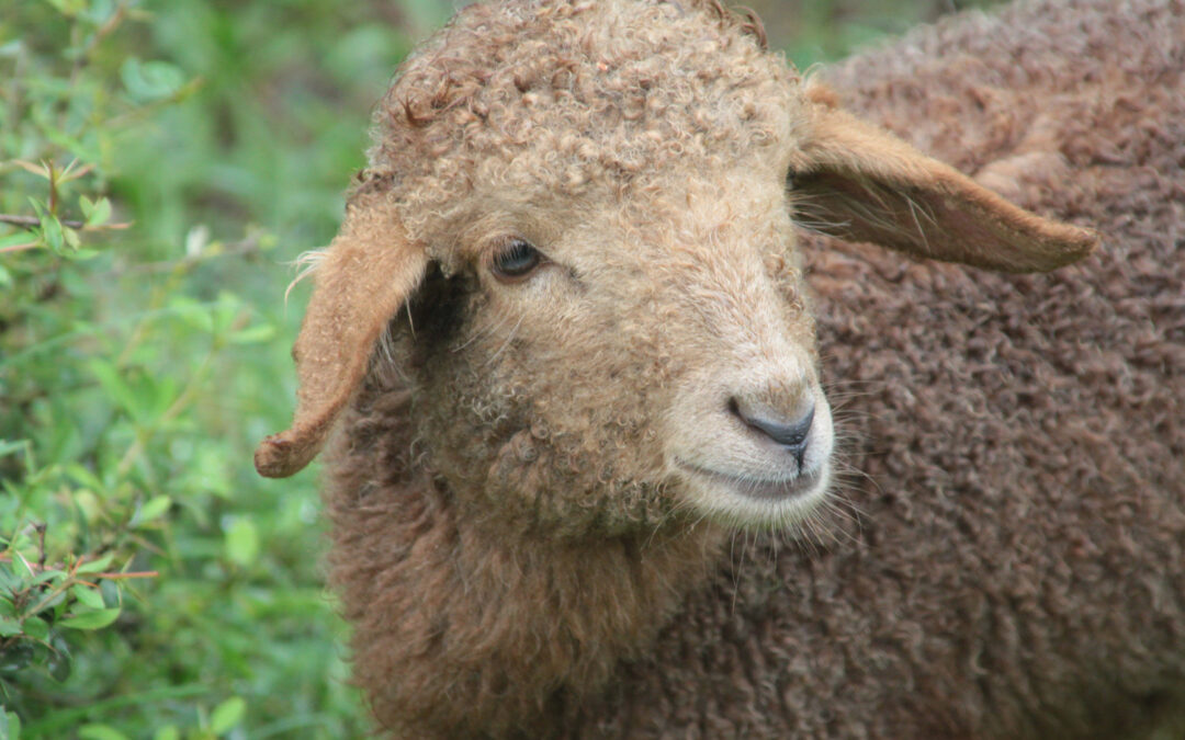 Lessons from Sheep: Unusual Eyes