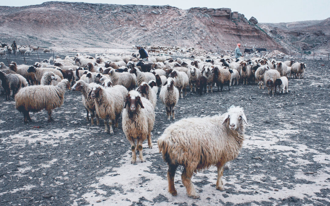 Lessons From Sheep: A Familiar Cry