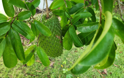 Lessons from My Backyard Soursop Tree