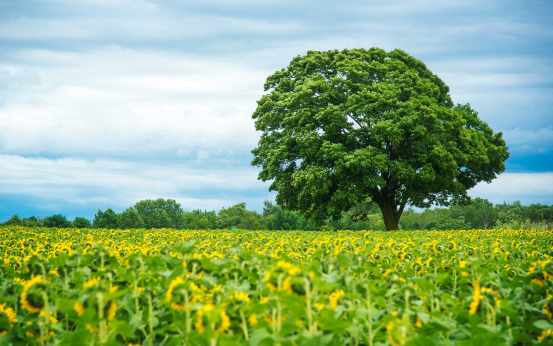 Do You Need a RESET?